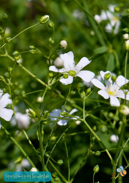 Brudeslør Storblomstret  - Baby's Breath - Gypsophila elegans