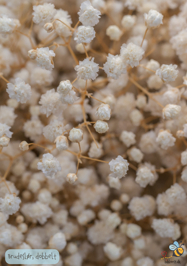 Brudeslør, dobbelt - gypsophila paniculata
