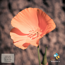 Californisk guldvalmue – Eschscholzia californica 'Thai Silk Pink Champagne'