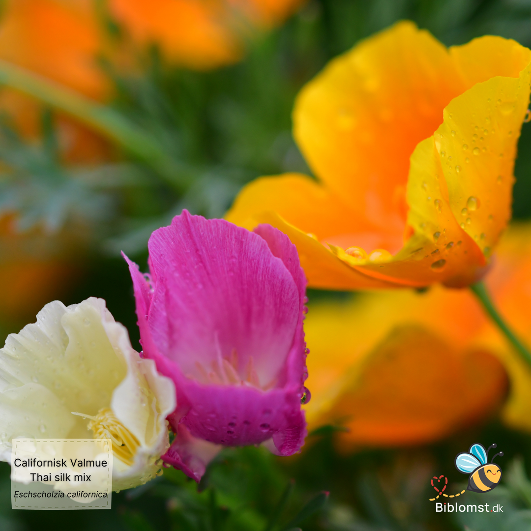 Californisk valmue – Eschscholzia californica 'Thai Silk Formula Mixture'
