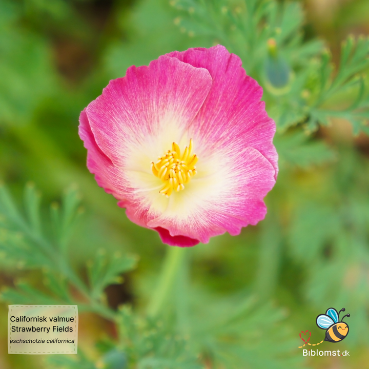 Californisk valmue 'Strawberry Fields' - Eschscholzia californica