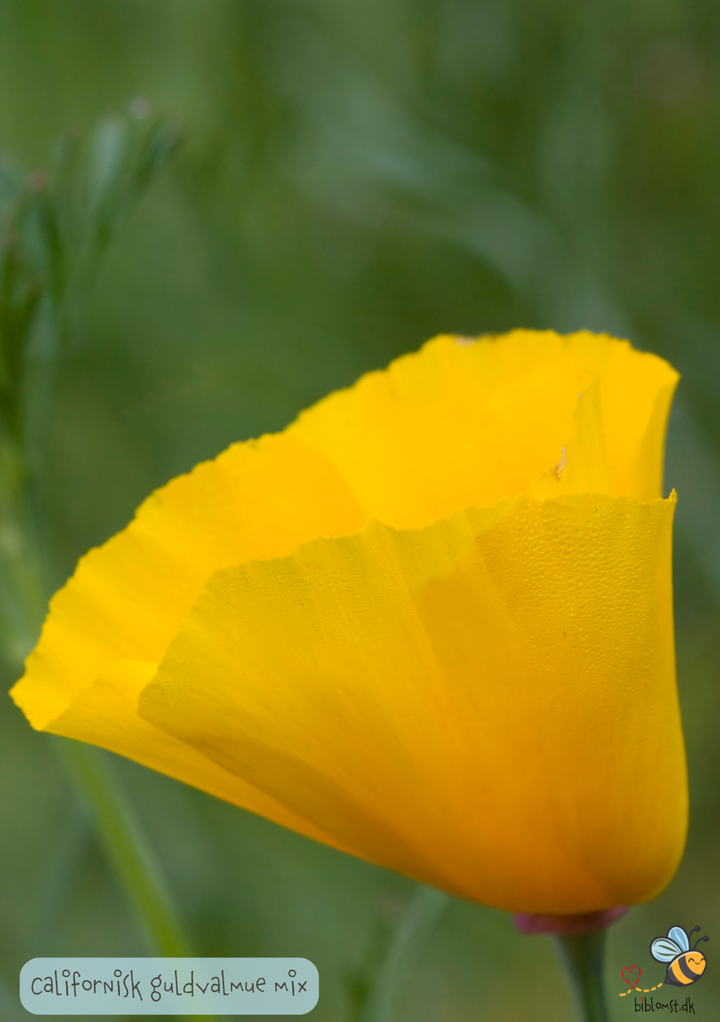 Californisk valmue, mix – Eschscholzia californica