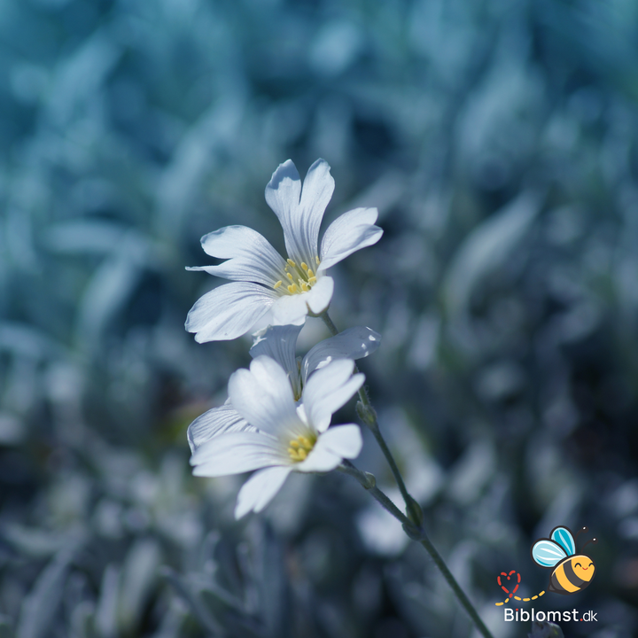 Hønsetarm - Cerastium tomentosum