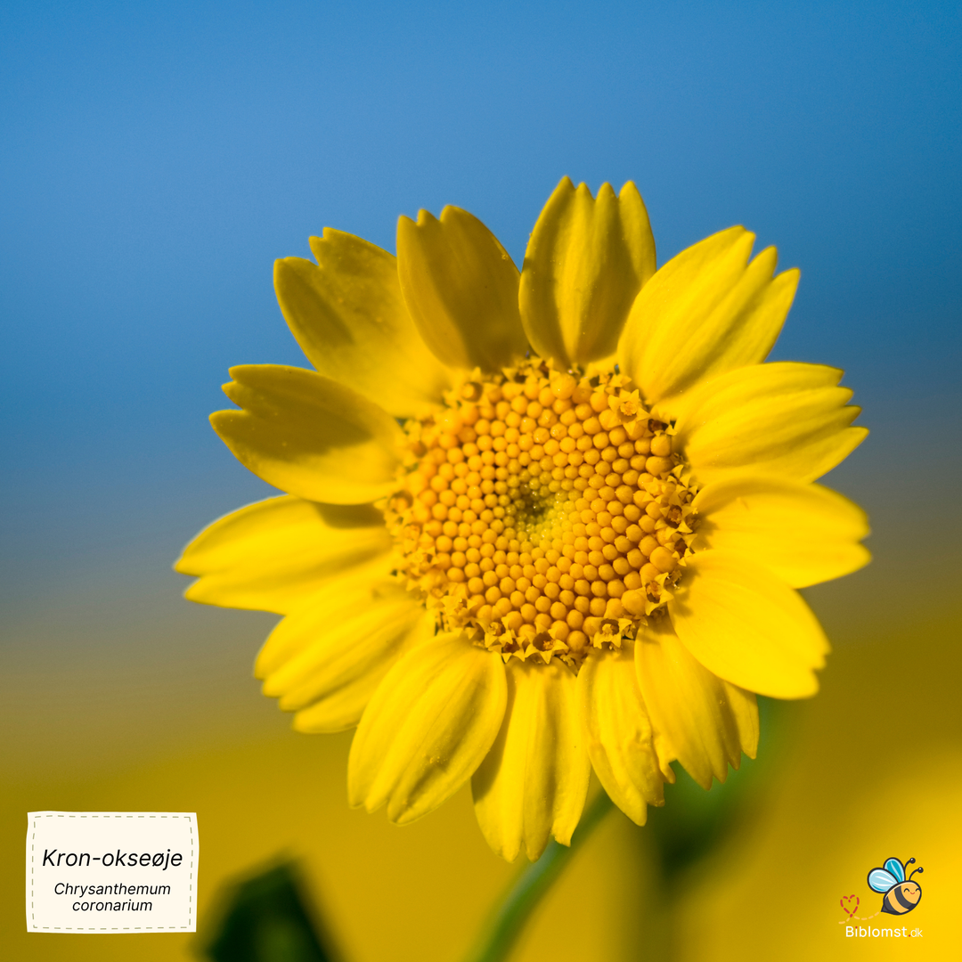 Kronokseøje, fyldtblomstret blanding - Chrysanthemum coronarium