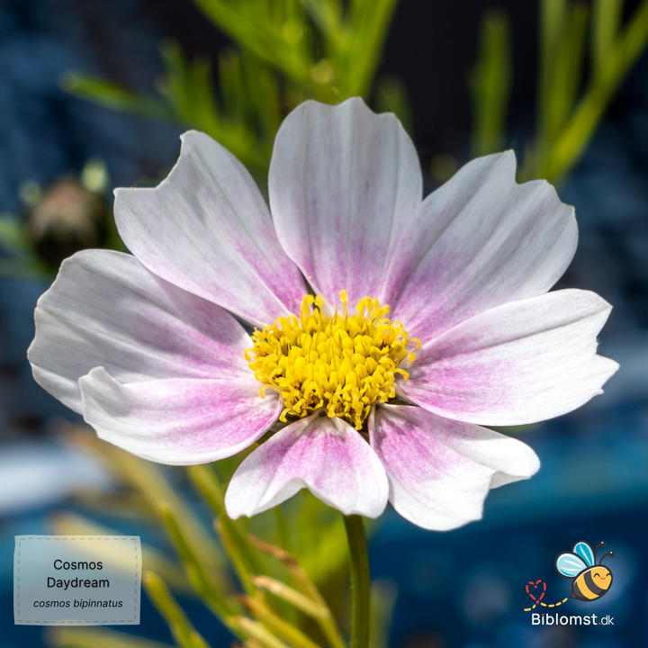 Cosmos bipinnatus 'Daydream'