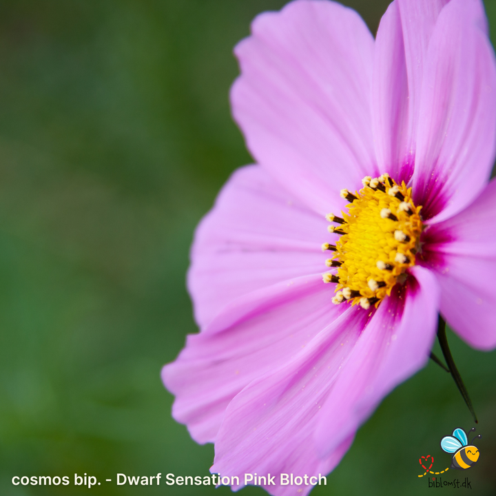 Dværg stolt kavaler – Cosmos bipinnatus ’Dwarf Sensation Pink with Blotch’