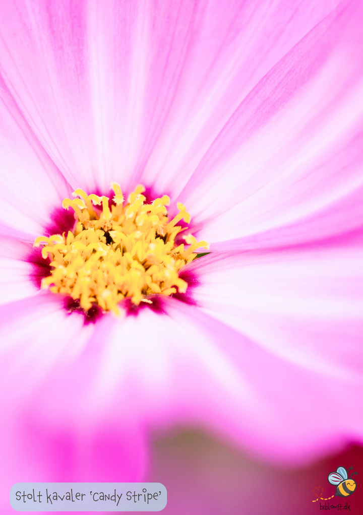 Cosmos bipinnatus 'Candy Stripe'