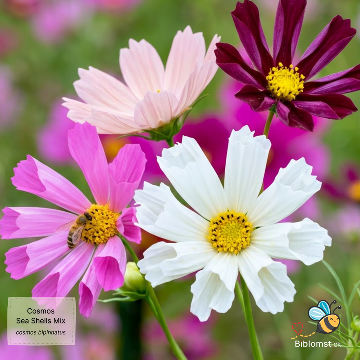 Cosmos bipinnatus 'Sea Shells Mixed'