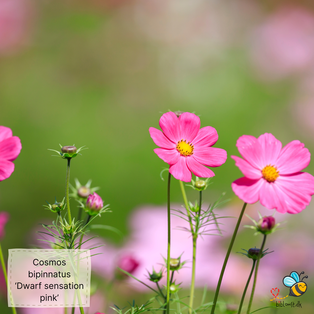 Stolt kavaler – Cosmos bipinnatus ’Dwarf Sensation Pink’