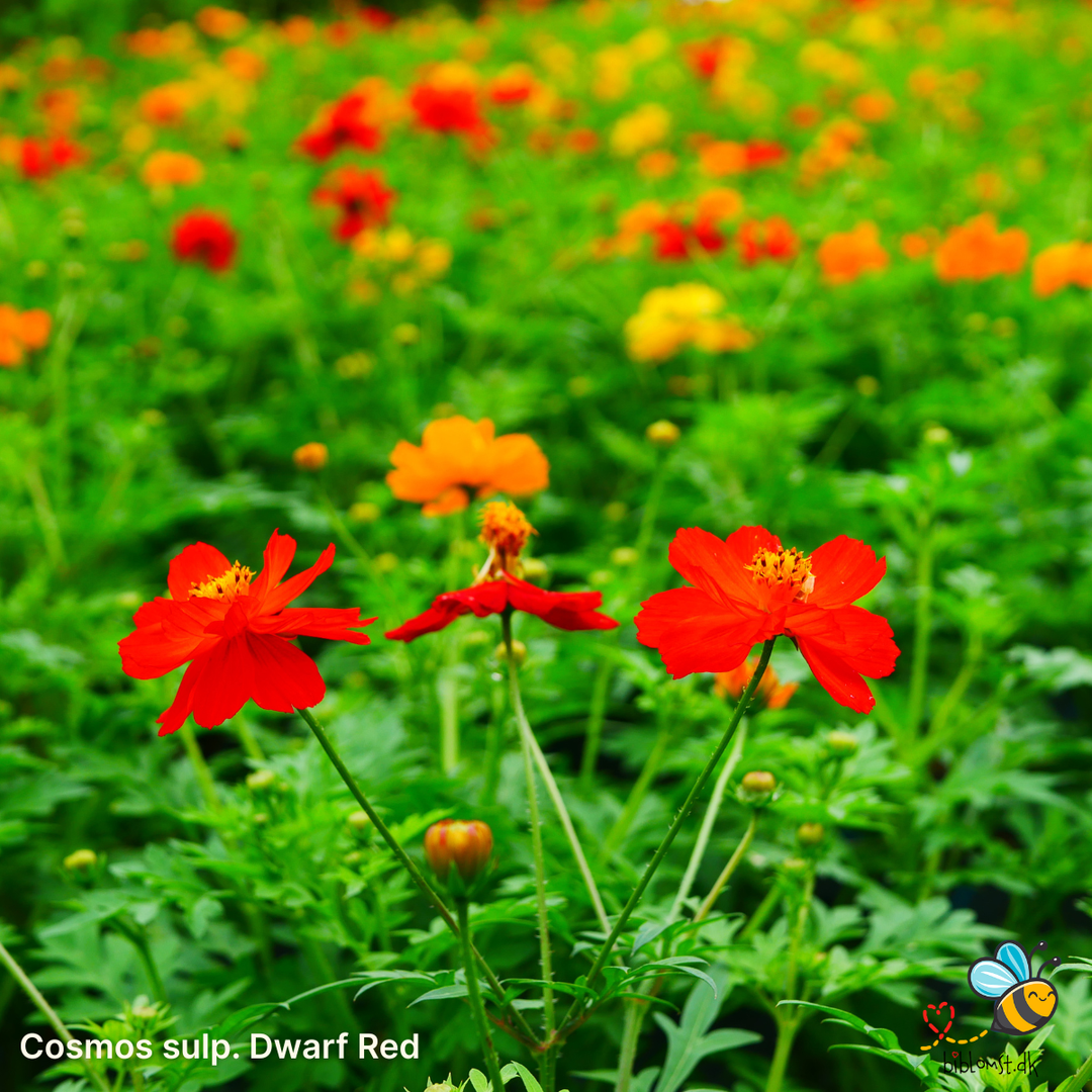 Dværg stolt kavaler ‘Dwarf Red’ – Cosmos sulphureus