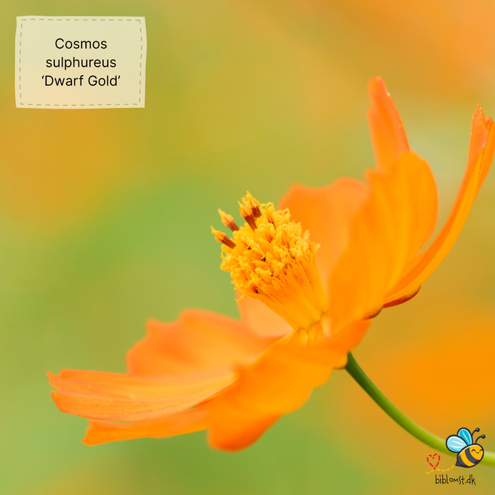 Svovlgul kosmos – Cosmos sulphureus ’Dwarf Gold’