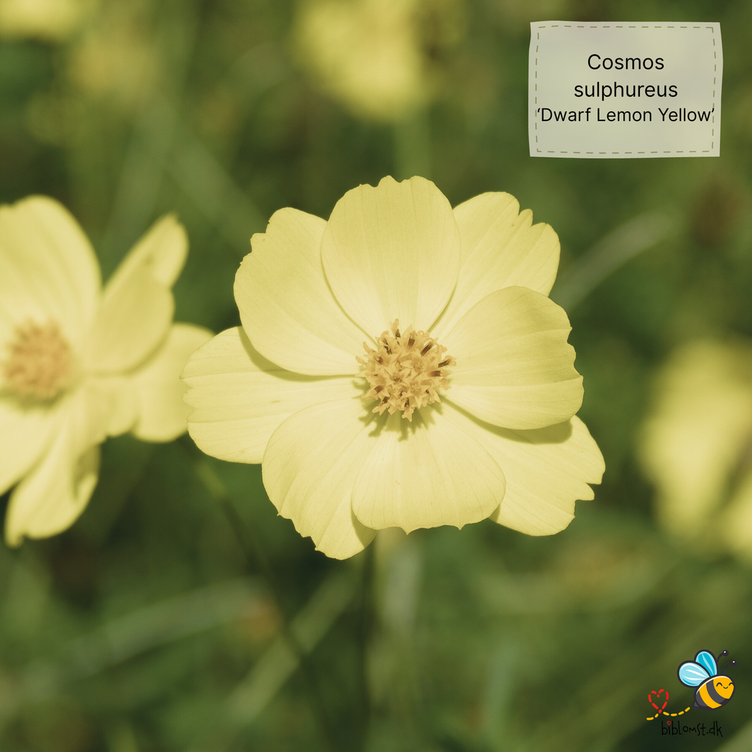 Svovlgul kosmos – Cosmos sulphureus ’Dwarf Lemon Yellow’