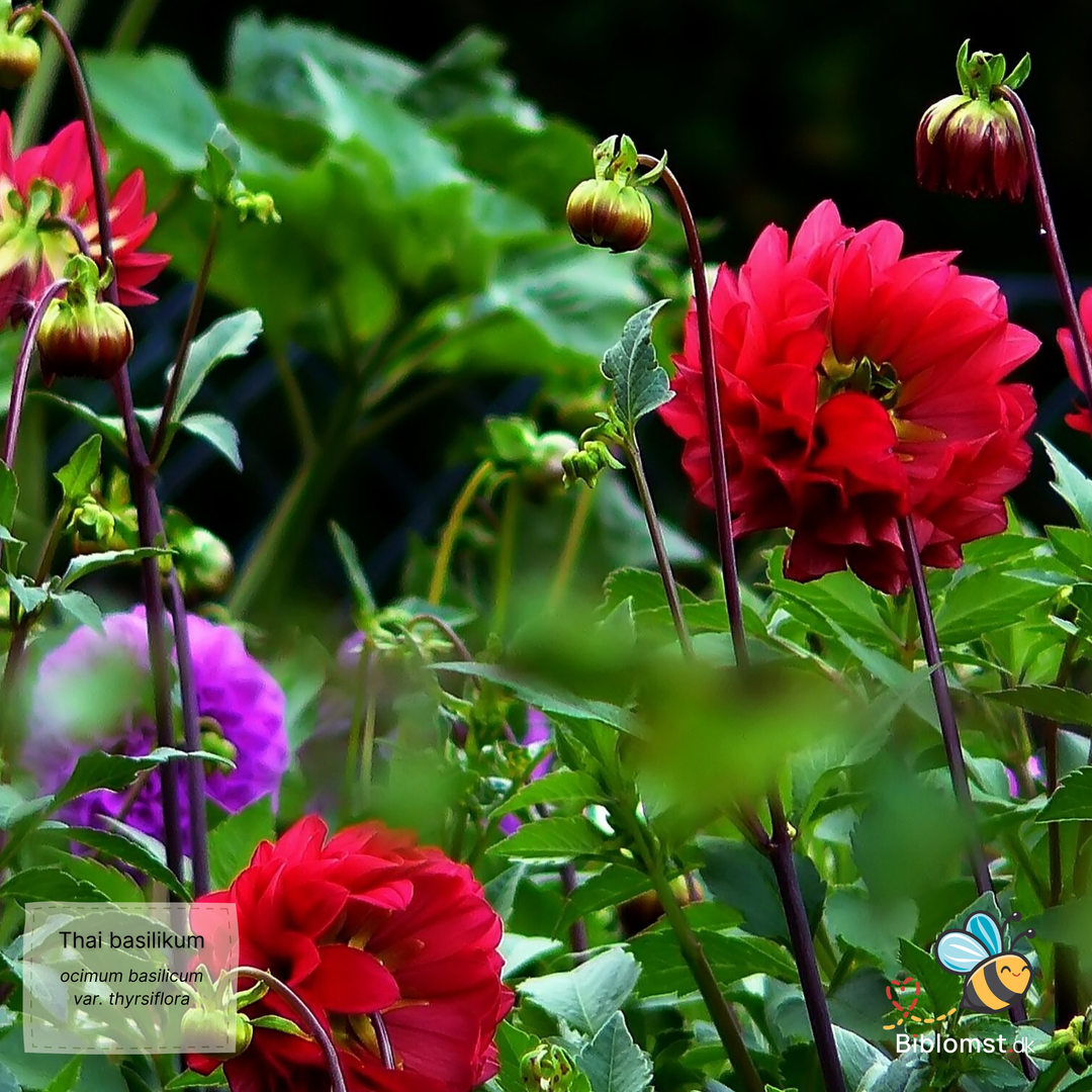 Dahlia pinnata 'Bloody Mary Dwarf'