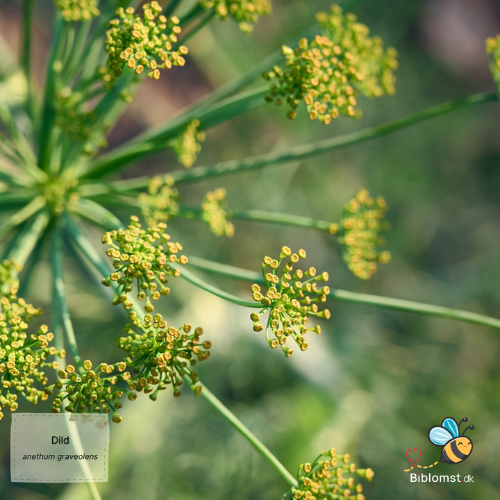 Dild - Anethum graveolens