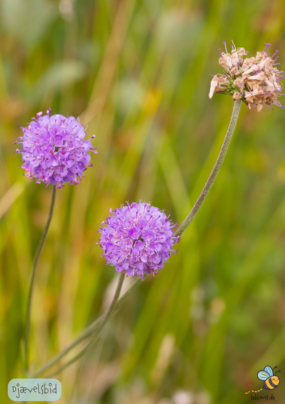 Djævelsbid – Succisa pratensis