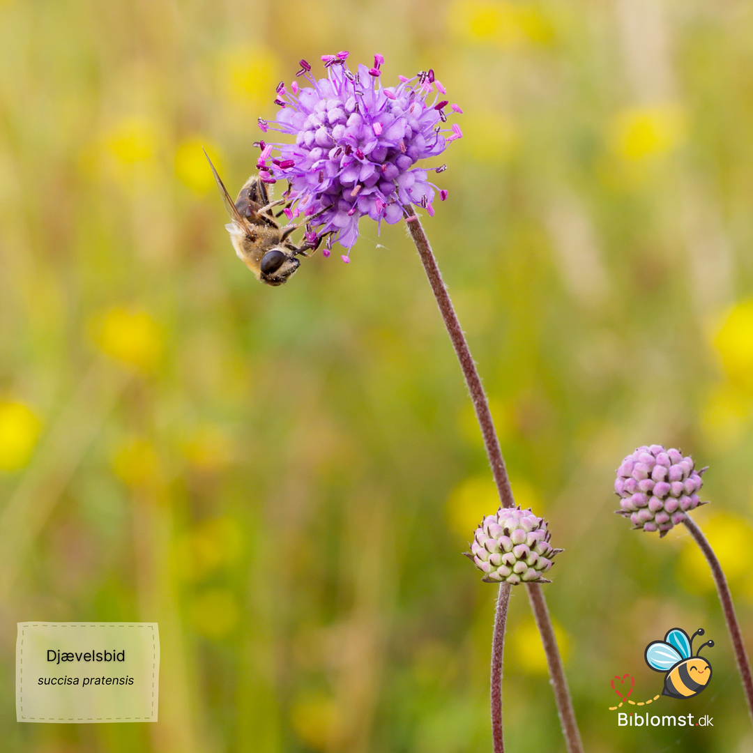 Djævelsbid – Succisa pratensis