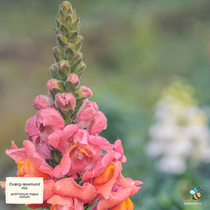 Dværg-løvemund, blanding - Antirrhinum majus nanum