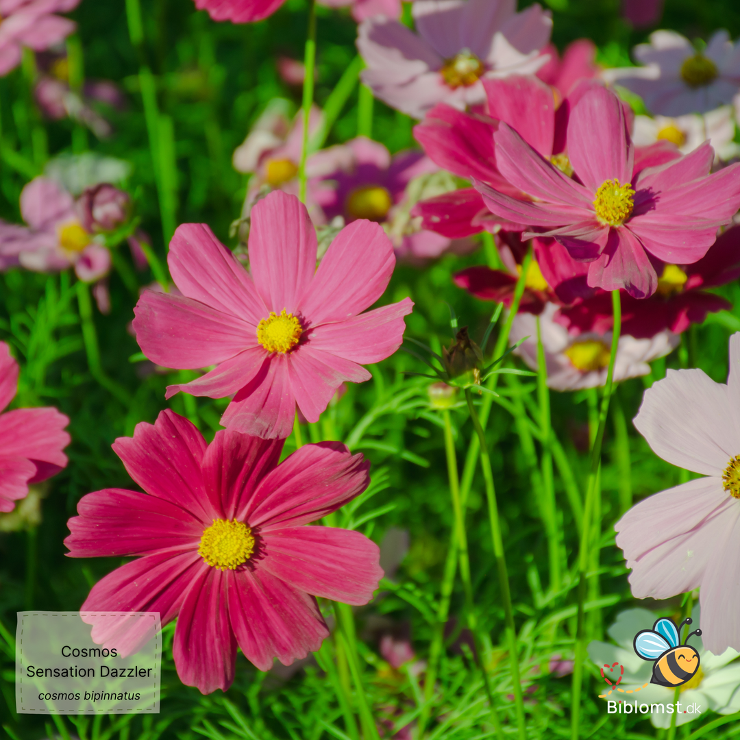 Dværg stolt kavaler – Cosmos bipinnatus ’Dwarf Sensation Mixed’
