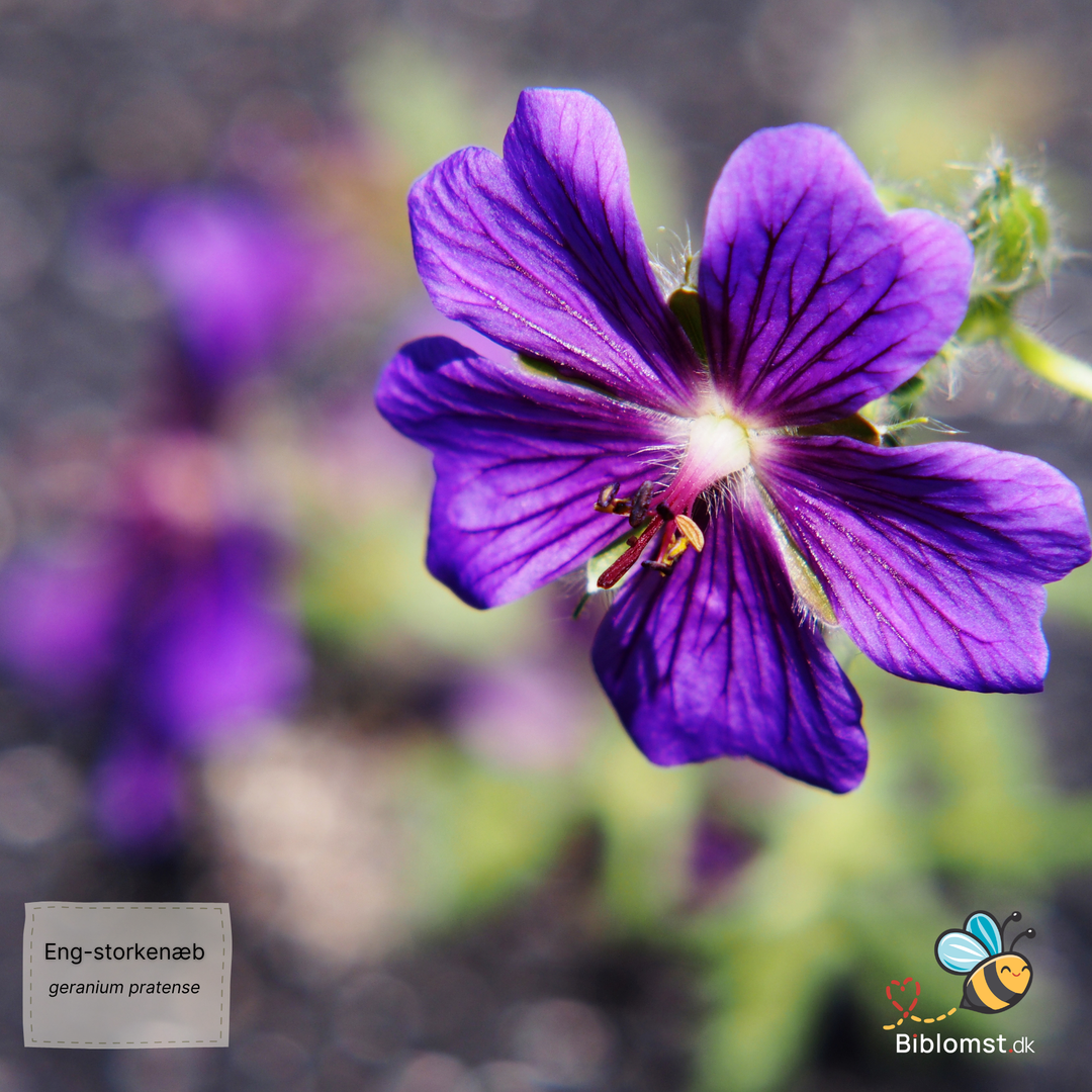 Eng-Storkenæb (Geranium pratense)