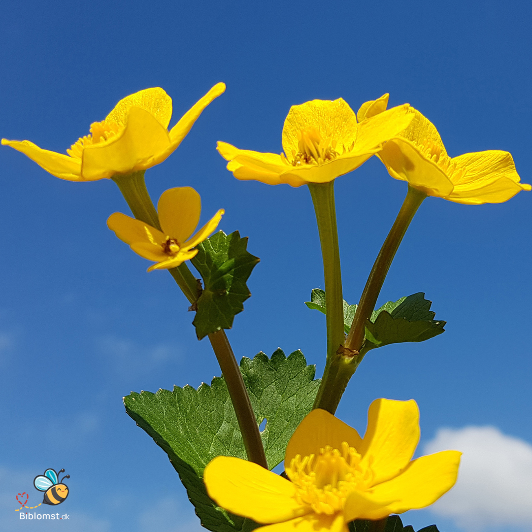 Engkabbeleje - Caltha palustris