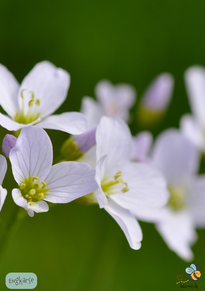 Engkarse – Cardamine pratensis