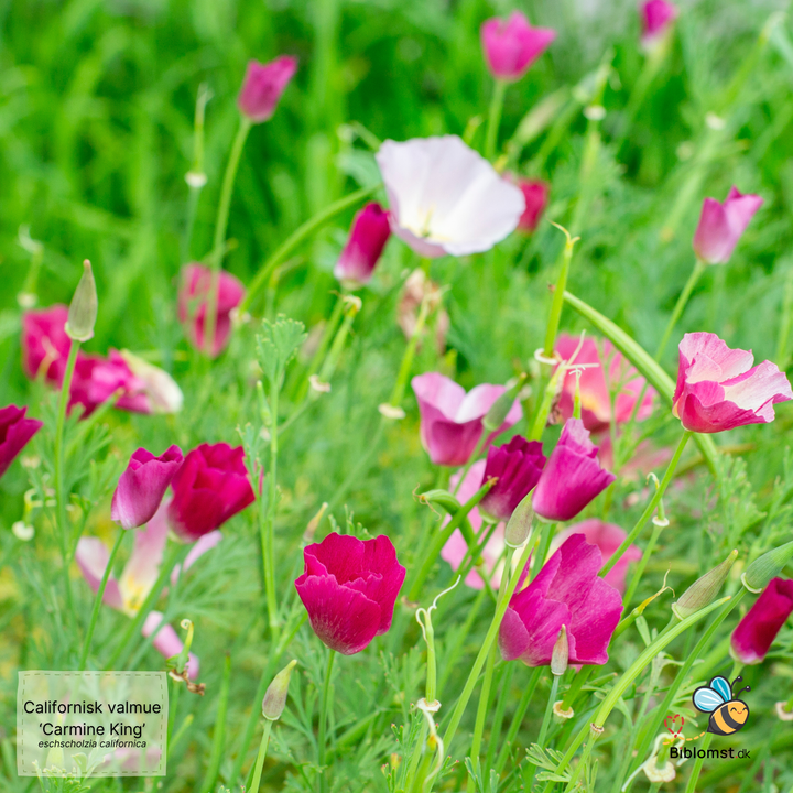 Californisk valmue ’Carmine King’ – Eschscholzia californica ’Carmine King’