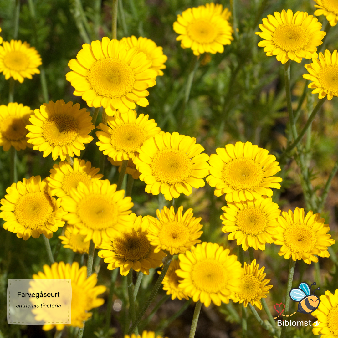 Farvegåseurt – Anthemis tinctoria