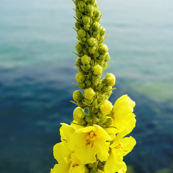 Filtbladet kongelys - Verbascum thapsus