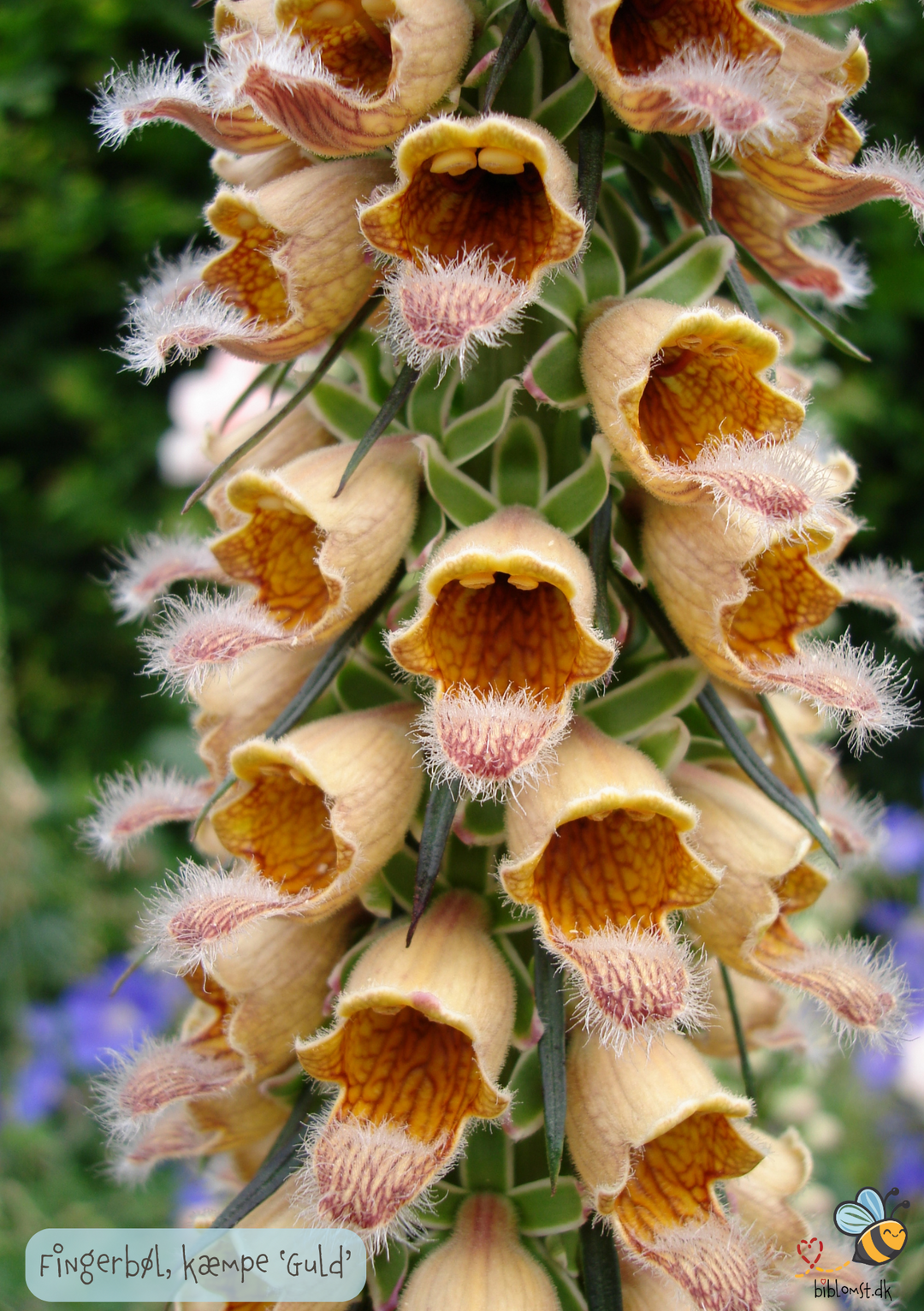 Fingerbøl -Guld kæmpe - Digitalis ferrunginea gigantea