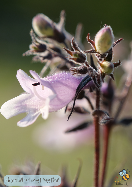 Fingerbøl-rørblomst   Penstemon Digitalis 'Mystica'