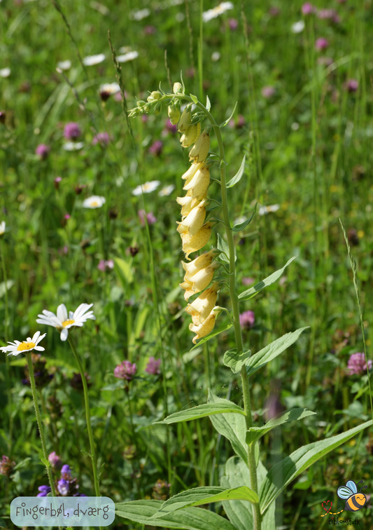 Fingerbøl Dværg - digitalis purpurea