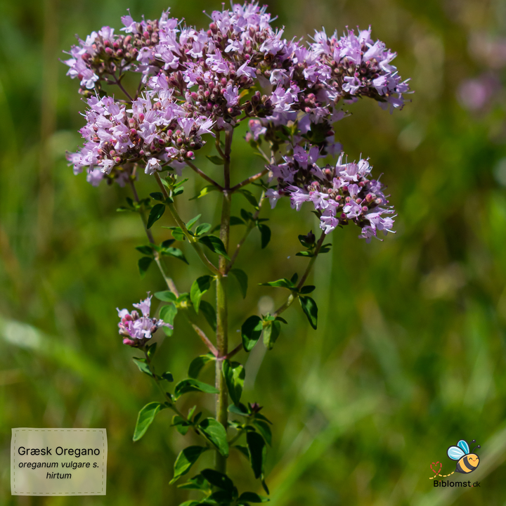 Græsk oregano – Origanum vulgare subsp. hirtum
