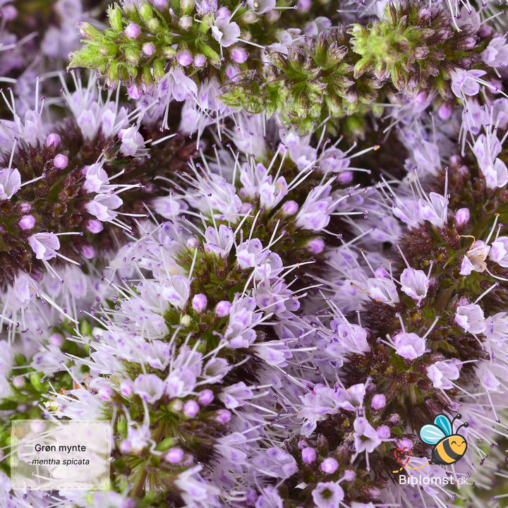 Grøn mynte - mentha spicata
