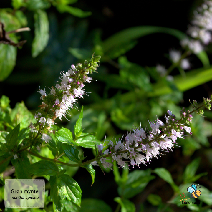 Grøn mynte - mentha spicata