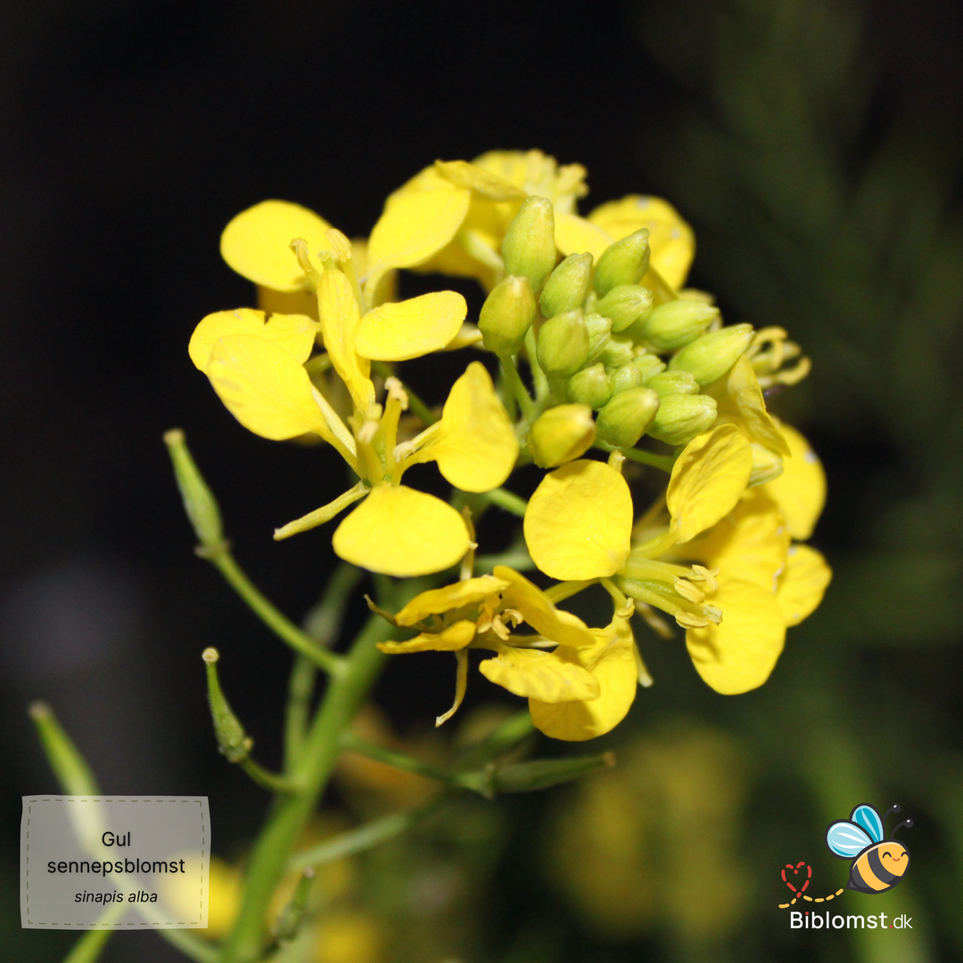 Gul Sennepsblomst - Sinapis alba