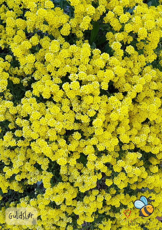 Guldslør – Aurinia saxatilis ’Gold Dust’
