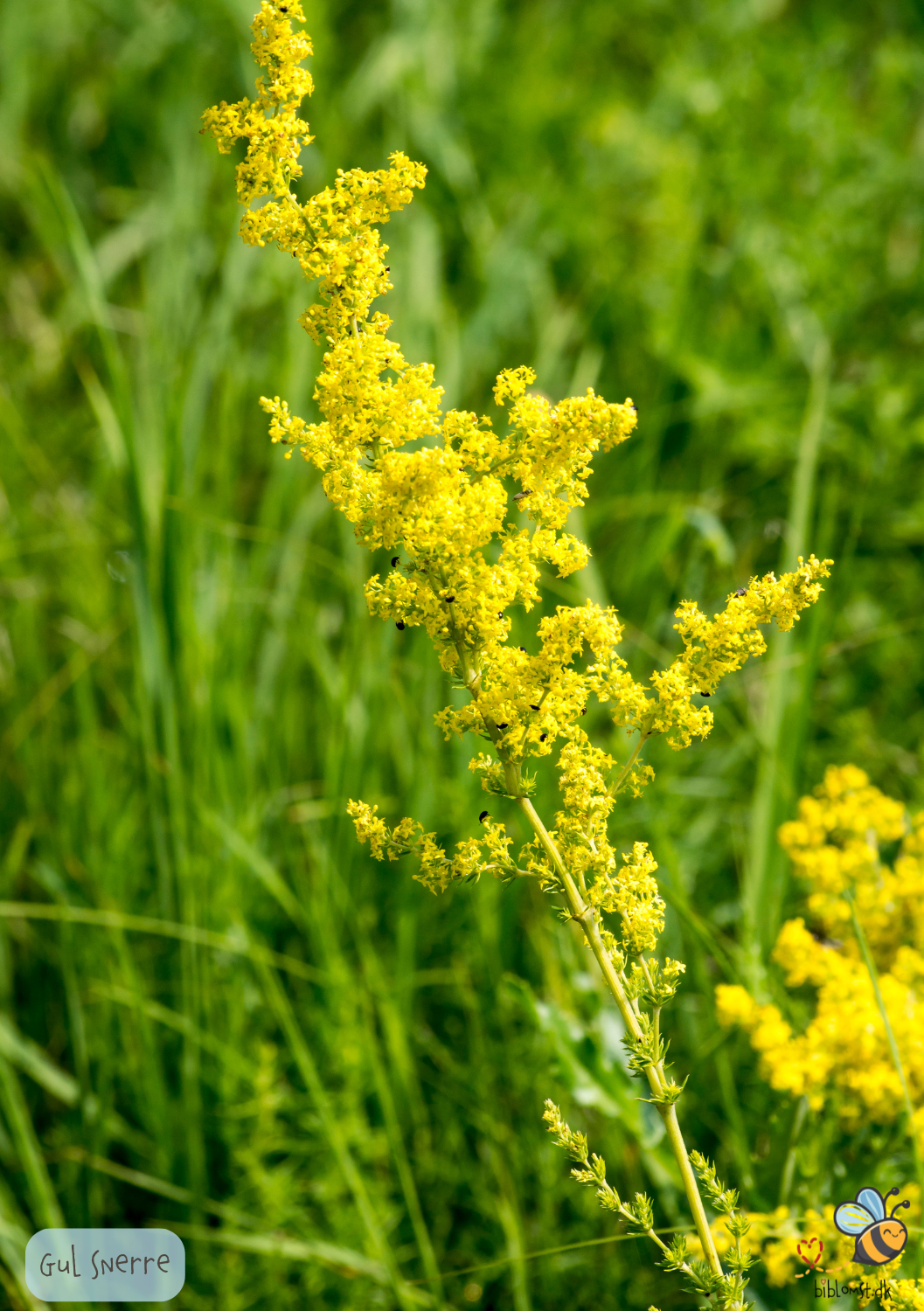 Gul snerre - galium verum