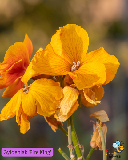 Gyldenlak – Erysimum cheiri ’Fire King’