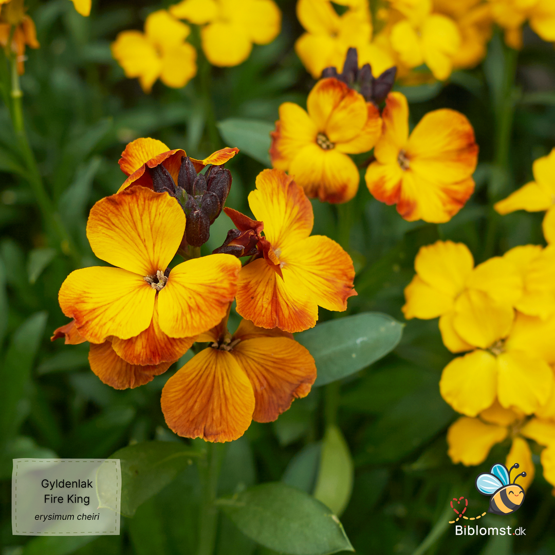 Gyldenlak – Erysimum cheiri ’Fire King’