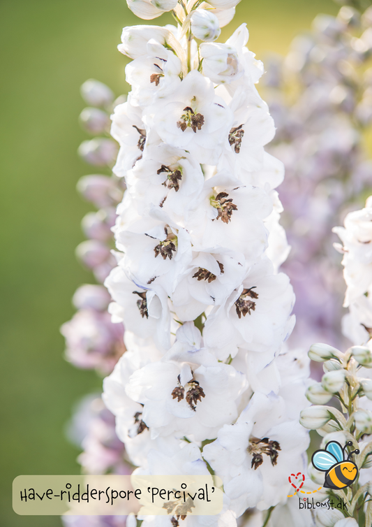 Have-ridderspore ‘Percival’ – Delphinium (Elatum-gr.)