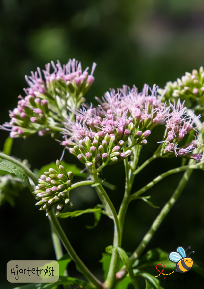 Hjortetrøst – Eupatorium cannabinum
