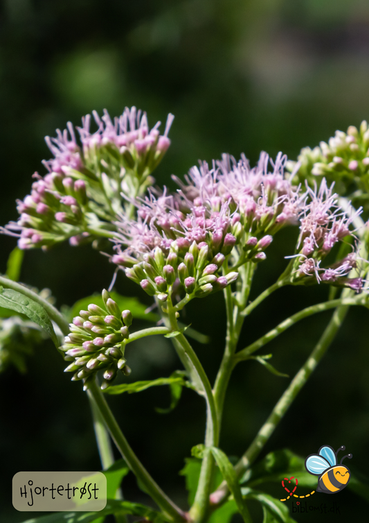Hjortetrøst – Eupatorium cannabinum