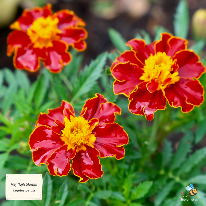 Høj fransk fløjlsblomst, enkeltblomstret blanding - Tagetes patula