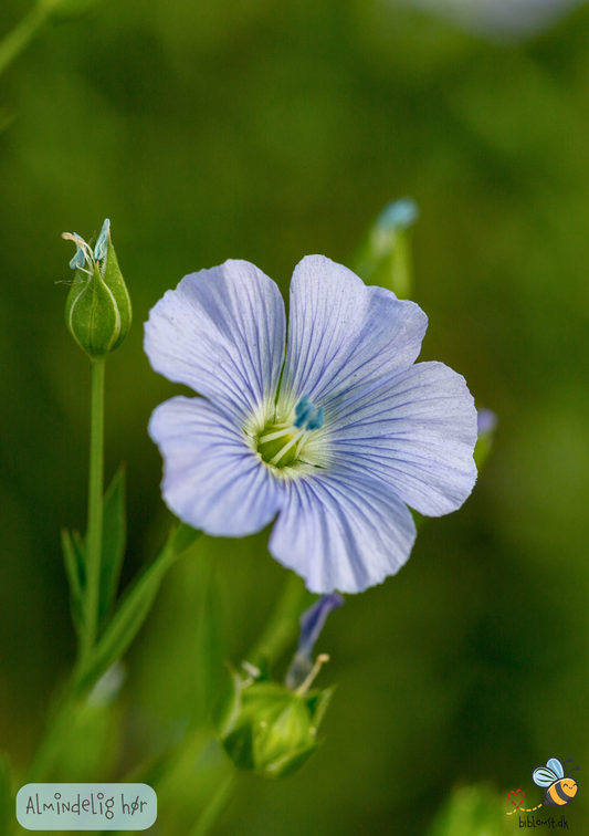 Hør Almindelig  - Linum usitatissimum