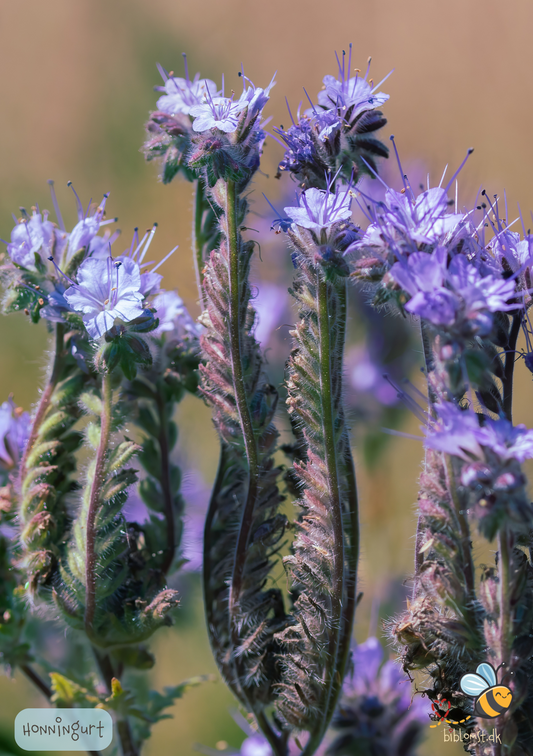 Honningurt – Phacelia tanacetifolia