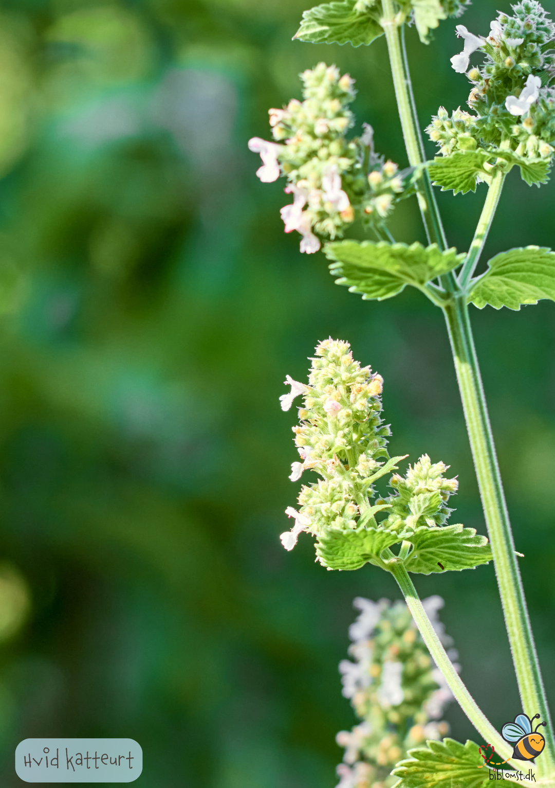 Hvid Katteurt - nepeta cataria