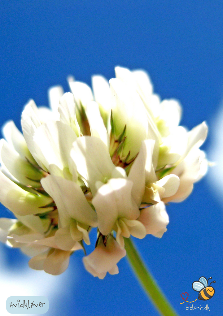 Hvidkløver - Trifolium repens