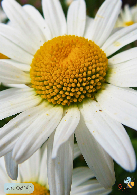 Hvid okseøje Leucanthemum vulgare