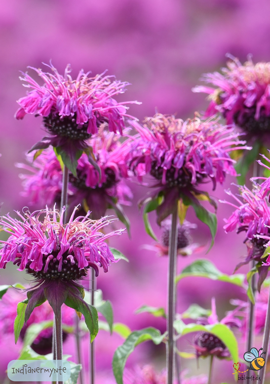 Indianermynte - Monarda didyma 'Panorama mix'