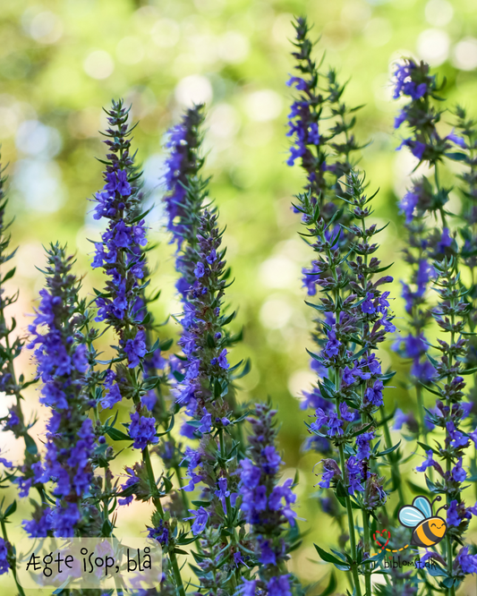 Isop Ægte - Hyssopus officinalis 'blue'
